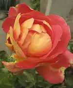'Condesa de Sástago', HP. P. Dot, 1930. La primera rosa bicolor creada y uno de los grandes éxitos de Dot.