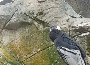 Cóndor Andino en el Refugio del Condor Páramo de Mifafi, Edo. Mérida, Venezuela