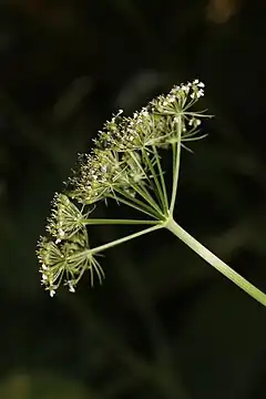 Umbela compuesta en Conioselinum pacificum