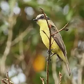 Benteveo chico en Peruíbe - SP - Brasil