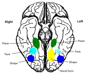 Área fusiforme de las caras.