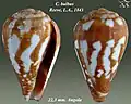 Conus  bulbus Reeve, L.A., 1843