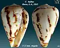 Conus  bulbus Reeve, L.A., 1843