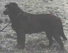 «Cookridge Tango», primer labrador color chocolate, campeón.