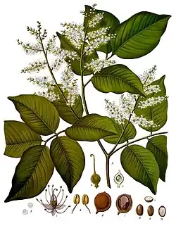 Copaifera officinalis (Jacq.) L.