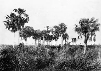 Palmar de Copernicia alba.