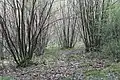 Plantación de vástagos en Hindhead, Surrey, Reino Unido.