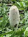 Coprinus comatus en Argentina. Ejemplar joven.