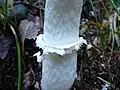 Pie de Coprinus Comatus