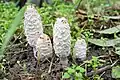 Coprinus comatus en Serbia