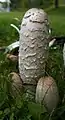 Coprinus comatus en Finlandia