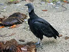 Zopilote negro (Coragyps atratus), llamado coloquialmente "zoncho", fotografiado en Cahuita.