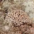 Seriatopora hystrix.