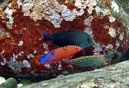 C. gaimard juvenil mutando a adulto (centro), Macropharyngodon meleagris juvenil (abajo) y Ctenochaetus striatus (arriba), en Tutuila, Samoa Americana.