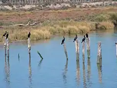 Cormoranes en el Parque Nacional de Doñana