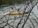 Sotos y Mejanas del Ebro