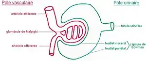 Corpúsculo renal. El glomérulo en rojo y la cápsula de Bowman en verde.