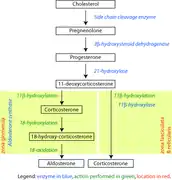 Ruta de los corticosteroides biosintéticos en ratas