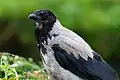 Corvus cornix.