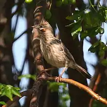 Coryphistera alaudina Lark-like Brushrunner