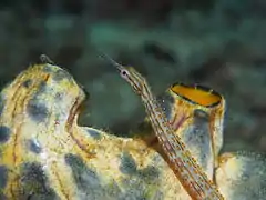 Corythoichthys ocellatus sobre Polycarpa aurata