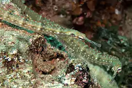 Pareja de C. schultzi en Lembeh, Indonesia