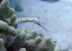 C. schultzi en el mar Rojo, Egipto