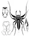 Cosmophasis micarioides L. Koch (dibujado por L. Koch 1880)