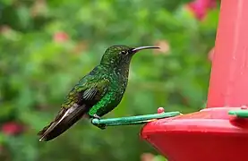 Colibrí en San Carlos