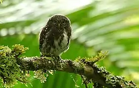 Mochuelo costarricense (Glaucidium costaricanum), llamado majafierro, fotografiado en San Gerardo de Dota.