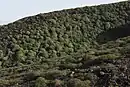 Reserva de tabaibales de Hizcaguán, el Callejoncito, Garafía.