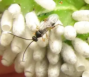 Cotesia congregata parasitando a una oruga de Manduca sexta. Pensilvania, Estados Unidos