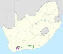 alt=Distribution of Cotyledon tomentosa in South Africa
     subsp. tomentosa
     subsp. ladismithiensis