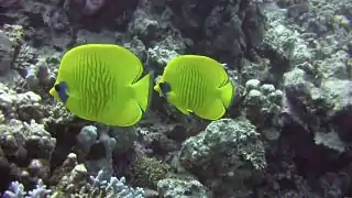 Pareja de butterflyfish en Triton House Reef