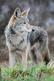 Canis latrans