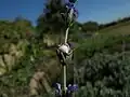 Especie sudafricana de Thomisus en emboscada sobre una flor de Lavandula