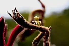 Misumena vatia