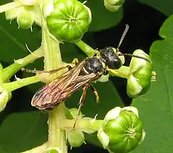 Cerceris sp. macho