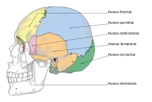 Visión lateral de los huesos craneales y, entre ellos, el hueso parietal.