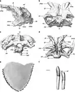 Dibujo del material craneal recuperado.