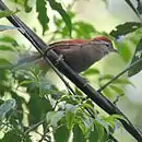 Curutié vulpino en Jacutinga - MG - Brasil