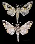 Craspedortha