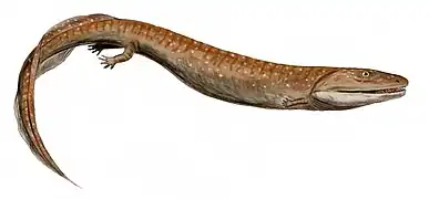 Crassigyrinus (Tetrápodo)