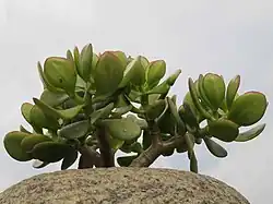 Crassula ovata, una crasulácea.