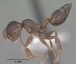 Crematogaster isolata