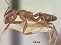 Crematogaster ranavalonae