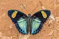 Ejemplar de Euphaedra themis, macho, Bobiri Forest, Ghana