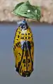 Pupa dorada.