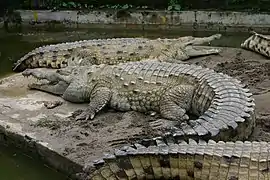 Cocodrilo del Orinoco (Crocodylus intermedius)