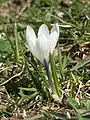 Crocus vernus subsp. albiflorus